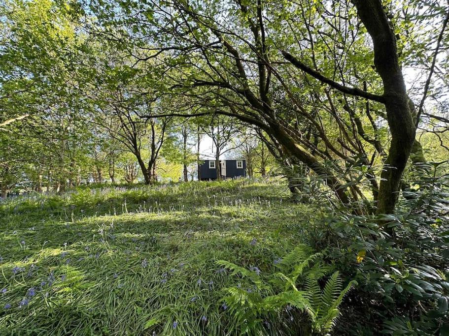 Cornwall Woodland Shepherd's Hut - Dennis Hut Apartment *
